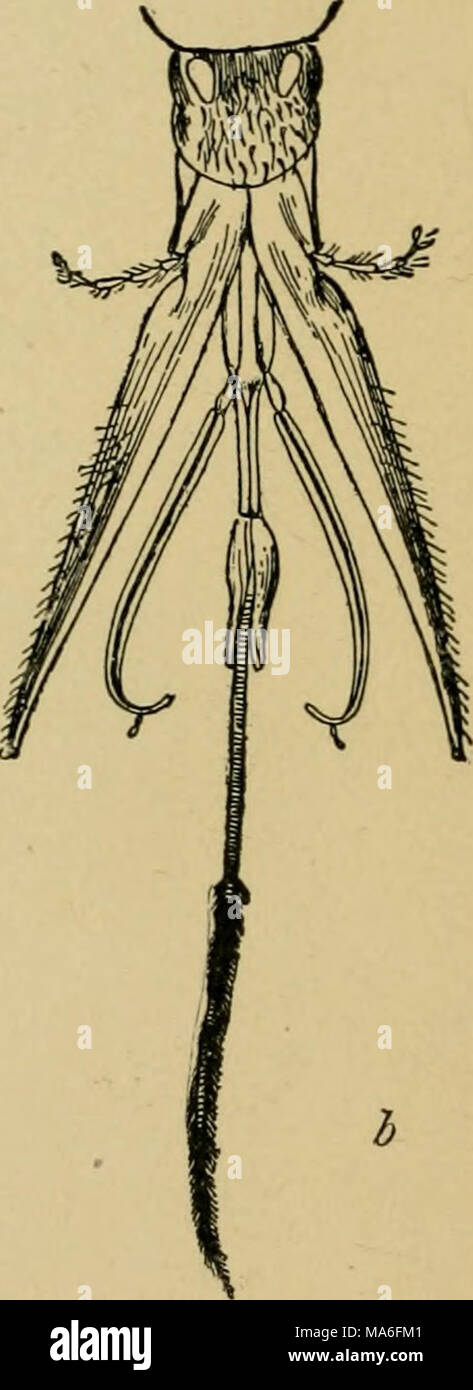 Elementary entomology . Fig. 424. a, mouth-parts of a short-tongued bee  (P/vsopis fubescens) (note short, broad, flapHke tongue, or glossa); b,  mouth-parts of a long-tongued bee {A)ithophora pilipes) (note greatly  extended