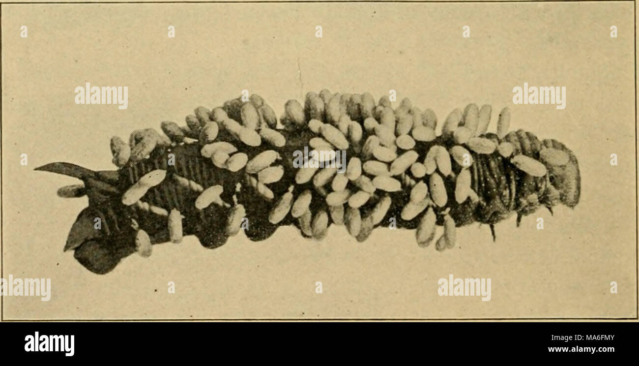 . Elementary entomology . Fig. 400. Sphinx caterpillar with cocoons of ...