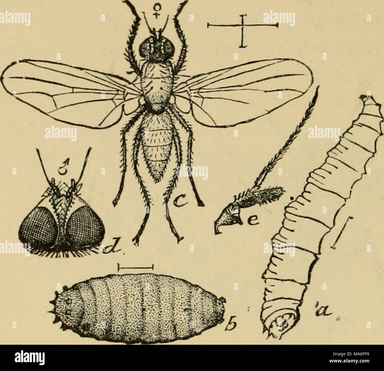 . Elementary entomology . FlG. 378. The cabbage-maggot. (Enlarged) i7, larva ; l&gt;, pupa ; c, adult; d, head ; c, antenna. (After Riley) in build. maggot and onion-maggot are well-known examples of these inju- rious larvce, and wherever small flies are seen hovering around these or other root crops, such as radishes, turnips, beets, etc., Stock Photo