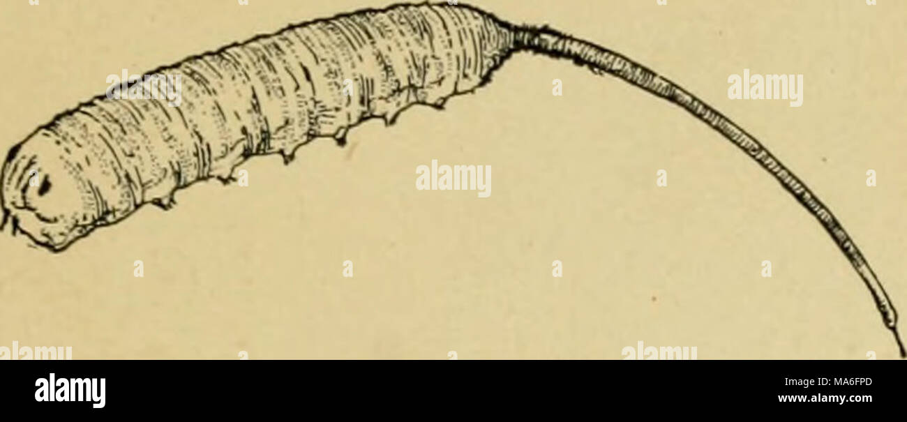 . Elementary entomology . Fig. 369. Rat-tailed maggot, larva of a syrphid fly similar to Fig. 368. (Twice natural size) (After Kellogg) among colonies of plant-lice, around which the flies may be seen hovering, and the maggots devour the aphides greedily, being among their most important natural enemies. Some of the larger species are thickly covered with yellow and black hairs, thus closely resembling bumble-bees, in whose nests their larvae reside. A common species which is often found on windows in fall is known as the drone-fly, from its close resemblance to a honey-bee drone. Its lar- va  Stock Photo