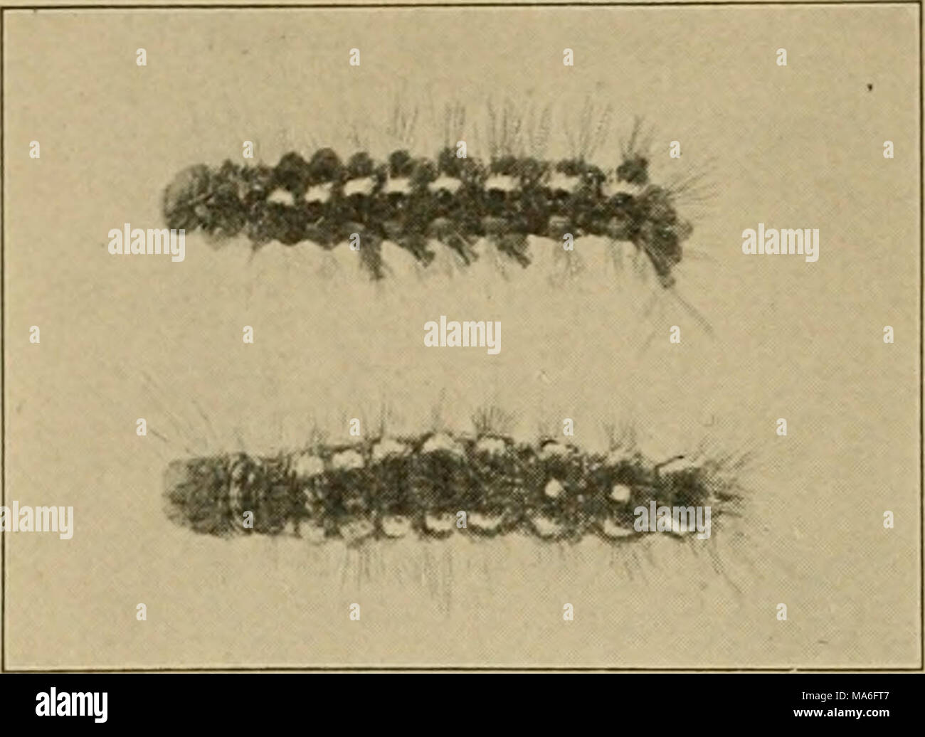 Elementary Entomology Fig 324 The Brown Tail Moth Caterpillar From Side And Back Natural Size Branches With Strands Of Silk And In Them Spin Httle Silken Cells The Whole Forming A Strong