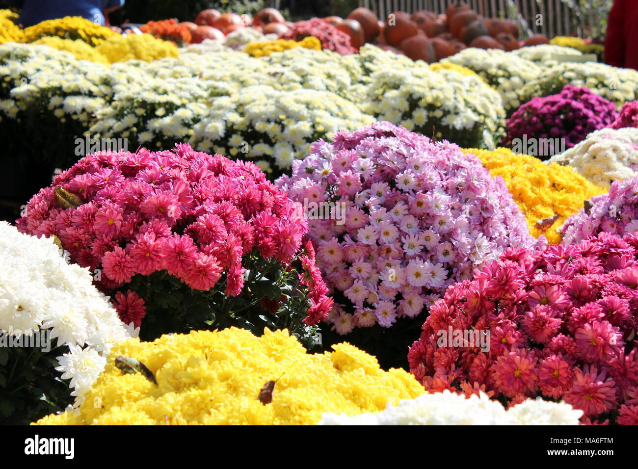 sea of colorful fall mums for sale at a market Stock Photo Alamy