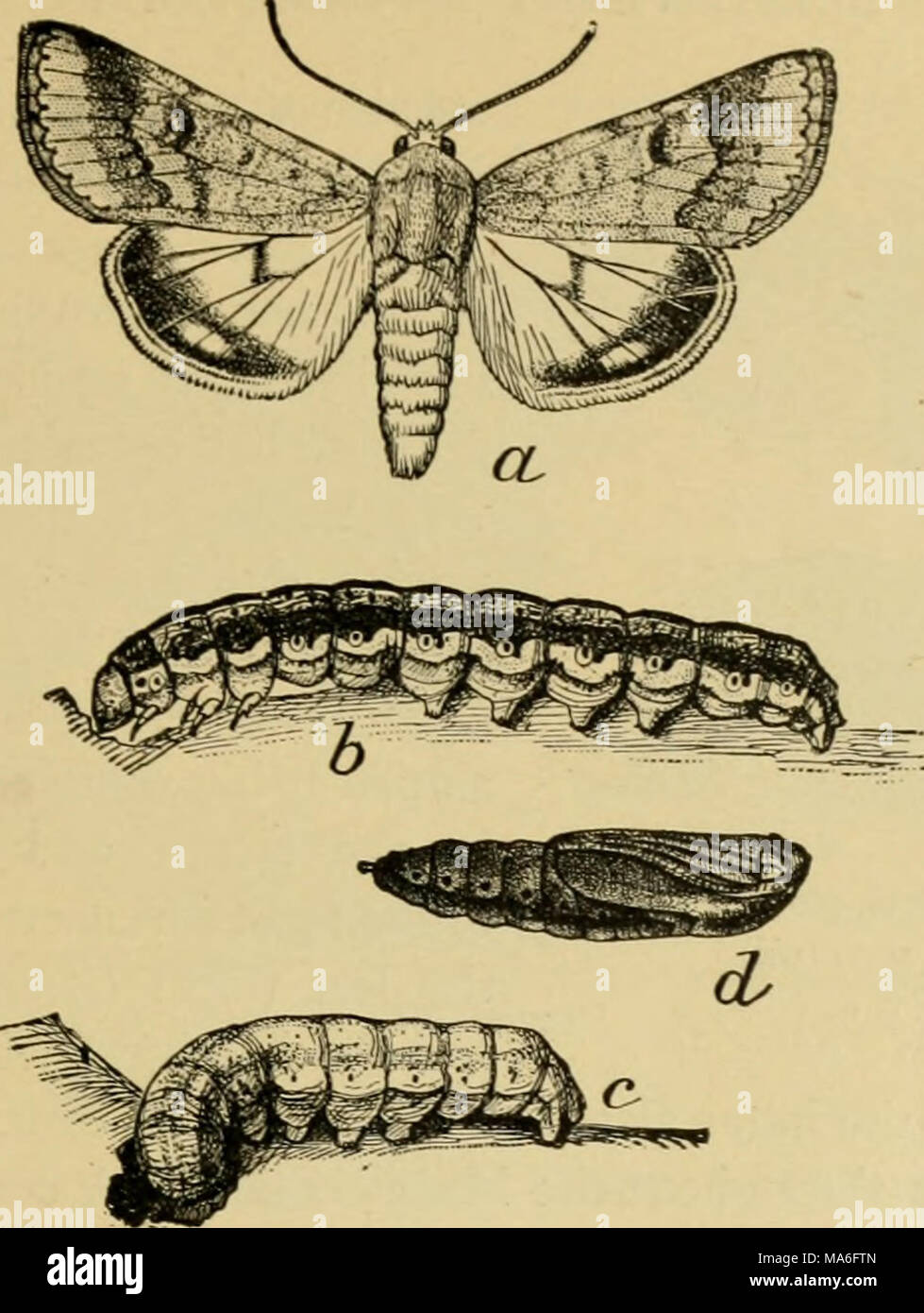. Elementary entomology . Fig. 315. The cotton bollvvorm, or corn-ear ...