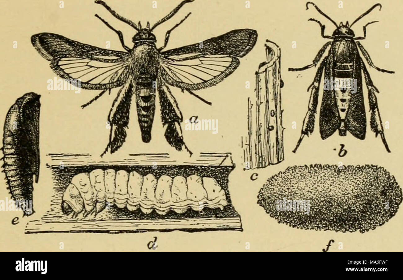 Medium sized moth hires stock photography and images Alamy