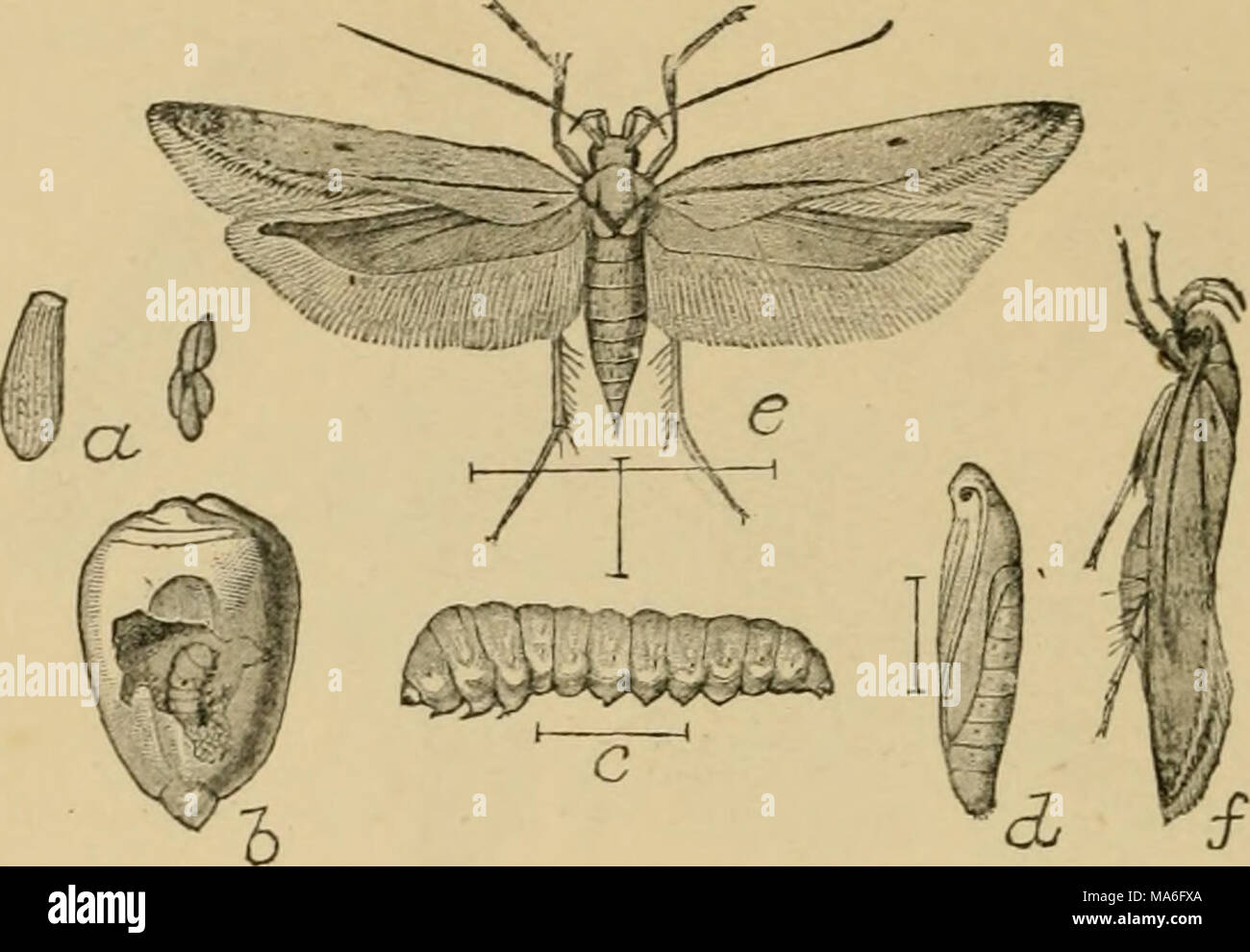 . Elementary entomology . Fig. 288. The angumois grain-moth {Sitotroga cerealella 01.). (Enlarged) a, eggs ; b, lar-a at work ; c, larva : d, pupa ; f,/, moth. (After Chittenden, United .States Department of Agriculture) from the shapes of the cases. Nearly related to them are the little clothes moths, the plague of every housekeeper, which feed on woolens, furs, etc. There are several species: one makes a case of bits of food fastened to- gether with silk, another builds a tube, and a third feeds unprotected. The more common forms are of a brown color and may be distin- guished from other sm Stock Photo