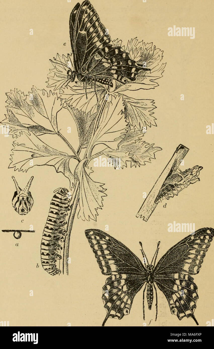 . Elementary entomology . Fig. 263. The black swallowtail butterfly {Papilio polyxenes). (Slightly reduced) rt, egg; b, caterpillar; c, front view of head with osmateria protruded; d, chrysalis; e,f, adult. (After Webster) 176 Stock Photo