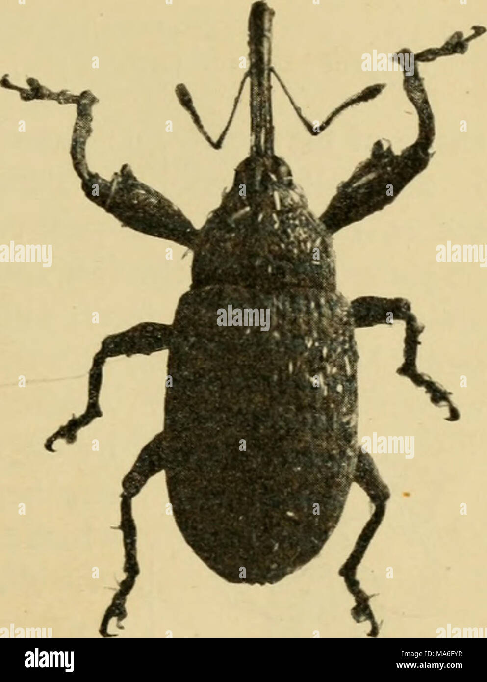 . Elementary entomology . Fig. 249. The cotton-boll weevil. (Enlarged) Stock Photo