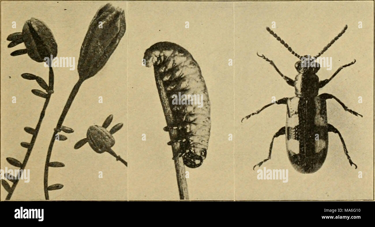 . Elementary entomology . Fig. 220. The common asparagusbeetle, — eggs