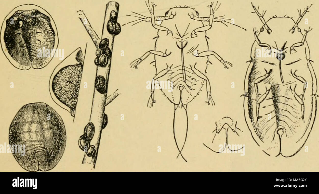 Lecanium hi-res stock photography and images - Alamy