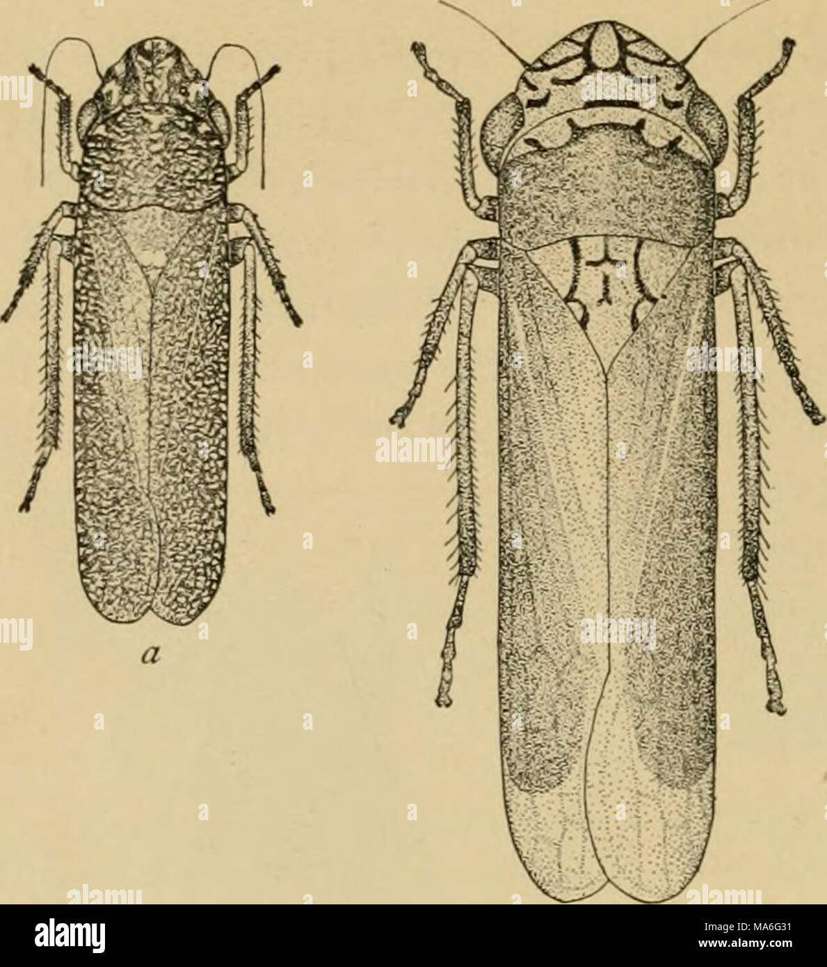 . Elementary entomology . Stock Photo