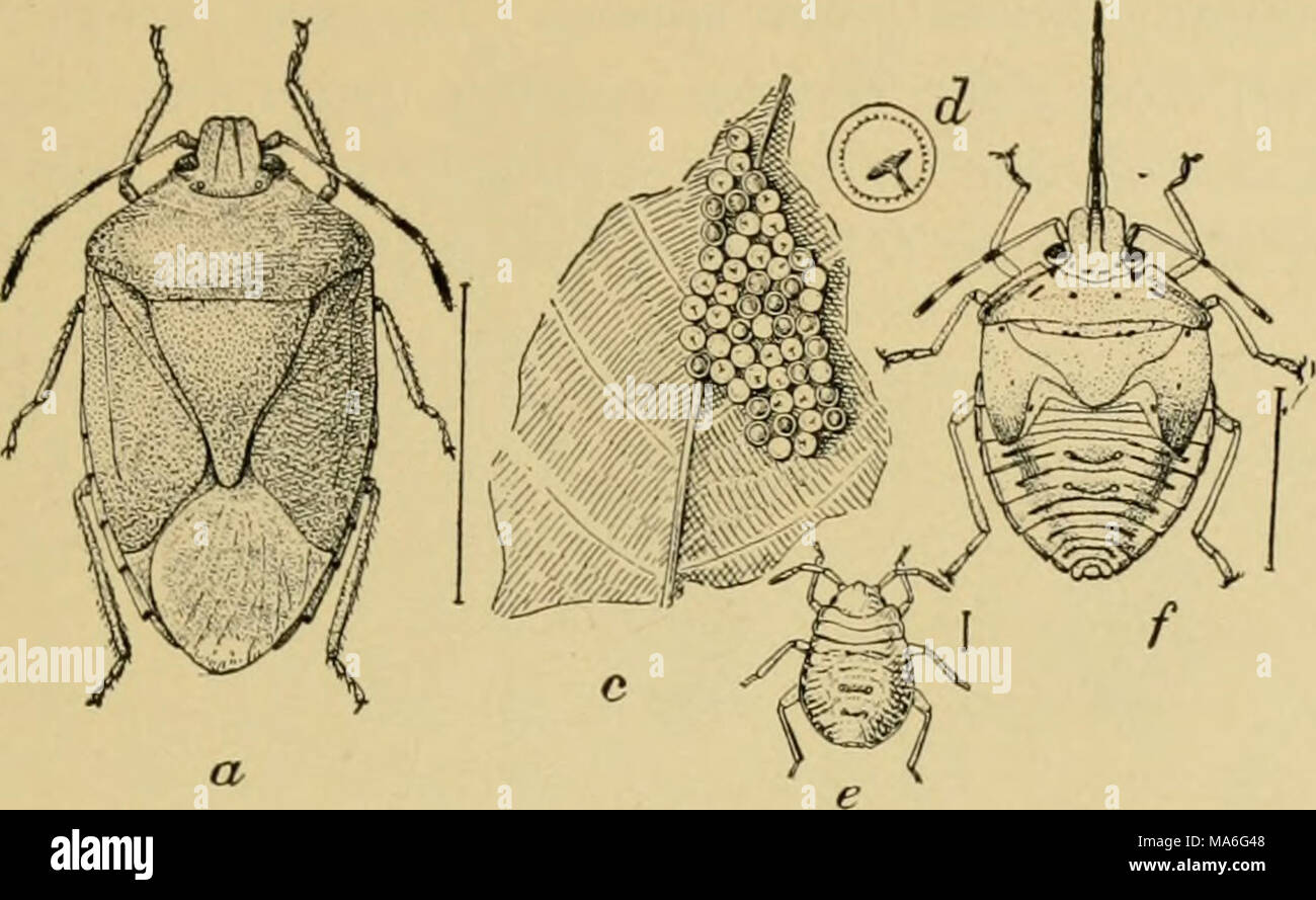 . Elementary entomology . Fig. 153. The green soldier-bug (A'ezara hilaris). (Enlarged) a, adult; /', beak ; &lt;-, eggs ; d, single egg ; e, young nymph ; /, last stage of nymph. (After Chittenden, United States Department of Agriculture) the center of the back between the wings, which are rounded at the tip of the abdomen, giving the whole body a characteristic shield- shaped appearance. From an economic stand- point the family is divided, some species being predacious upon other insects and others being serious crop pests, while some have both habits, as circumstances may offer food of one  Stock Photo