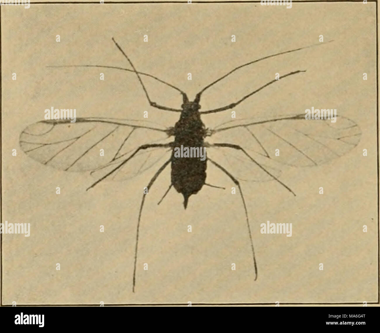 Pelopeaous Insect . Elementary entomology . Fig. 140. A winged pea aphis, illustrating ...