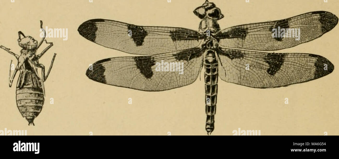 . Elementary entomology . Fig. 132. Dragon-fly {Libelliilaptikhella). (Slightly reduced) A, last nymphal skin ; B, adult. (.Xfter Folsom) Summary of the Nerve-Winged Insects and their Relatives A. With oomplcte metamorphosis: Order N'europtera. Wings equal; numerous cross veins. The dobsons {Sialidae). Larvae aquatic. The aphis-lions {Chrysopidae). Feed on aphides, etc. The ant-lions {Mynneleonidae). Larvae make pits in soil. Order Mecoptera. Scorpion-flies. Elongate head, and tip of abdomen fang- like. Larvae live underground. Order Trichoptera. Caddis-flies. Wings with few cross veins and cl Stock Photo