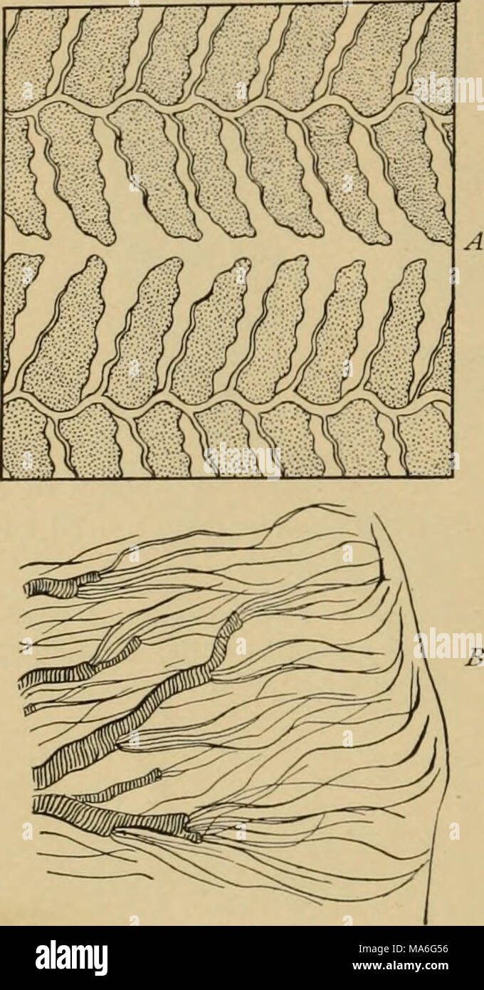 Tracheal lining hi-res stock photography and images - Alamy