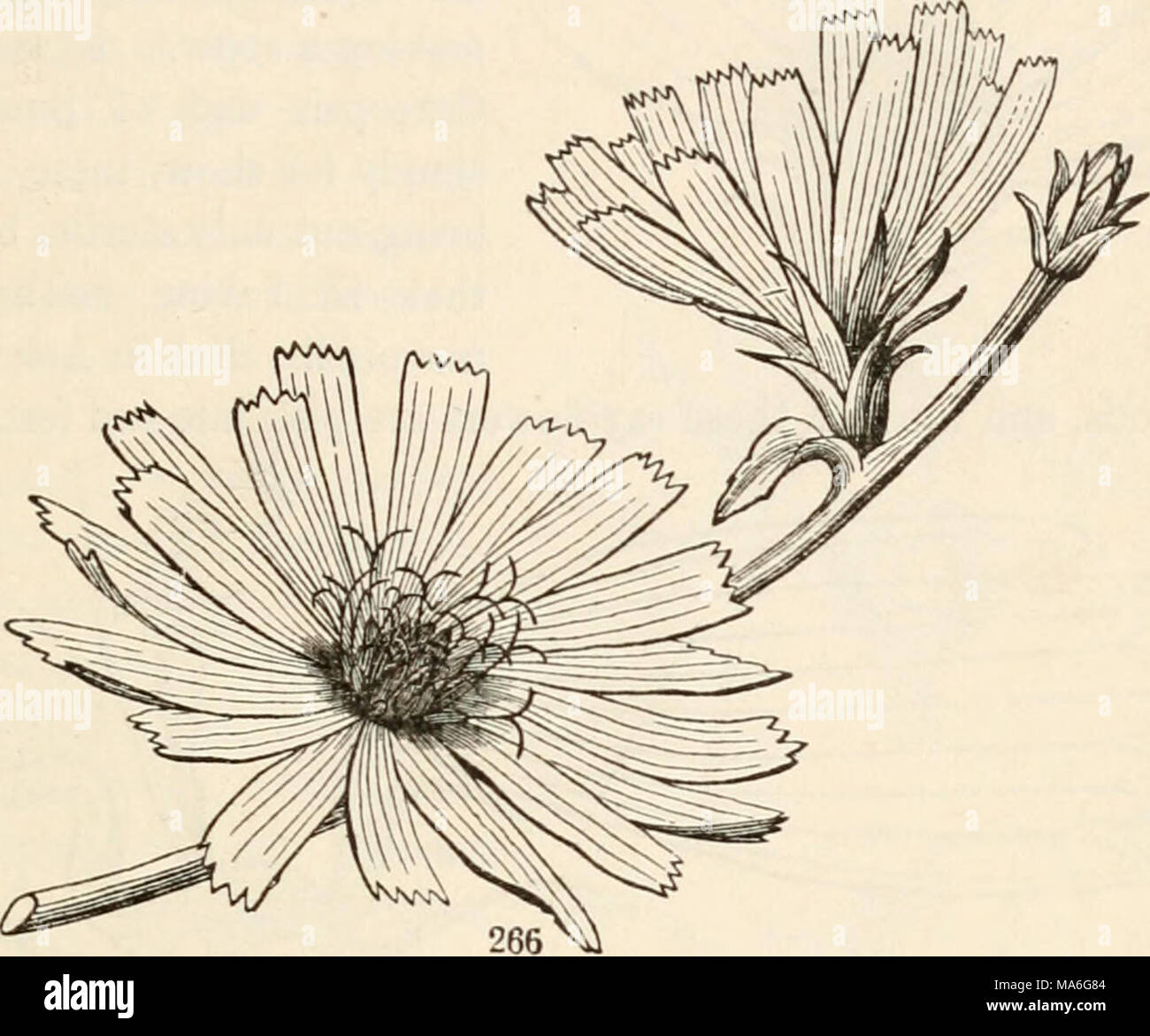 . The elements of botany for beginners and for schools Stock Photo - Alamy