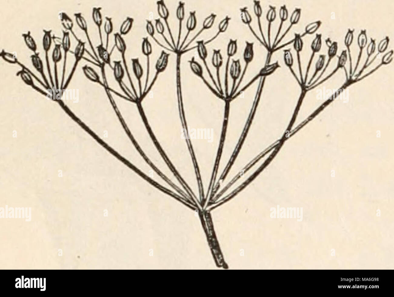 . The elements of botany for beginners and for schools Stock Photo - Alamy