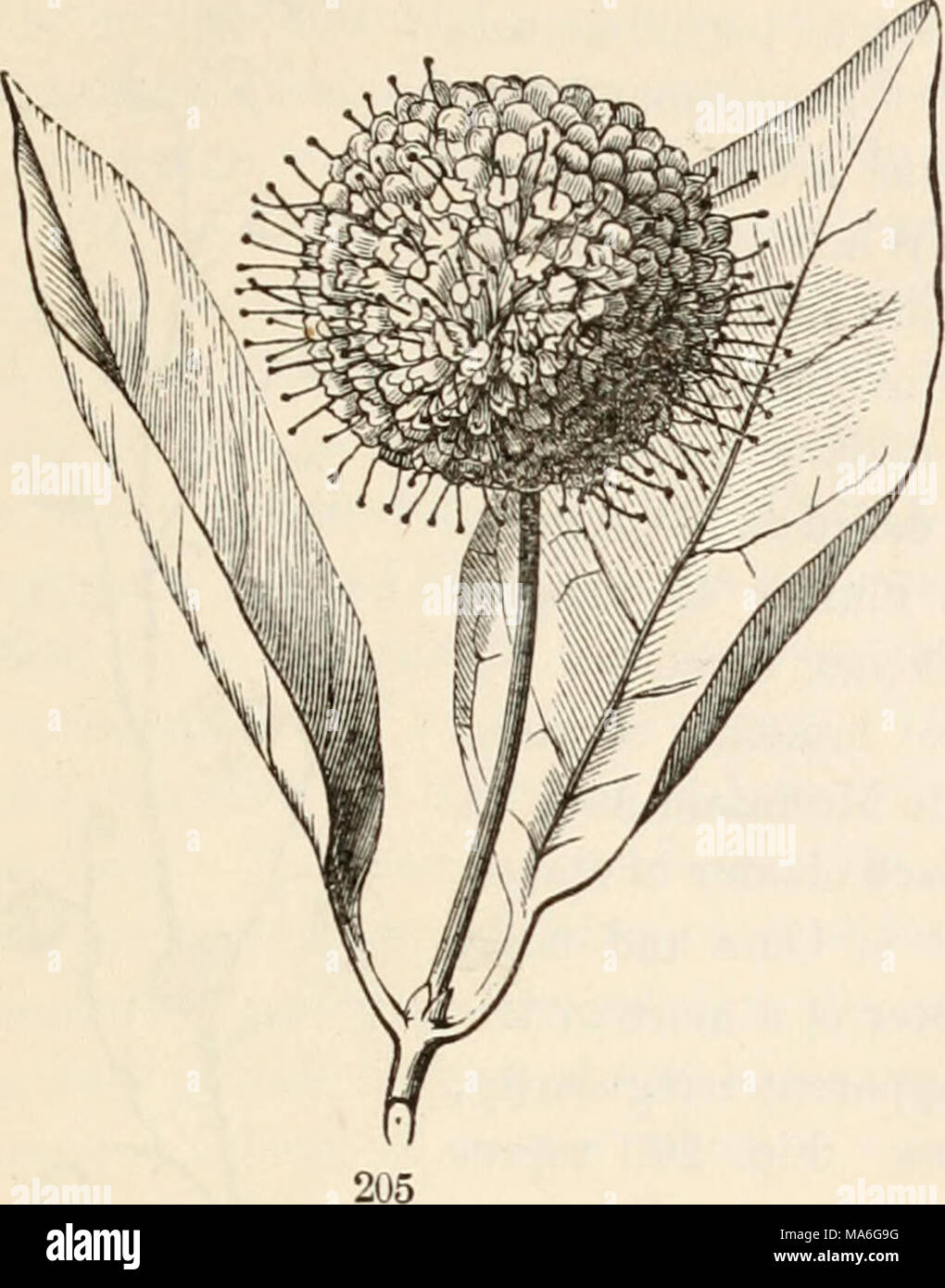 . The elements of botany for beginners and for schools Stock Photo - Alamy