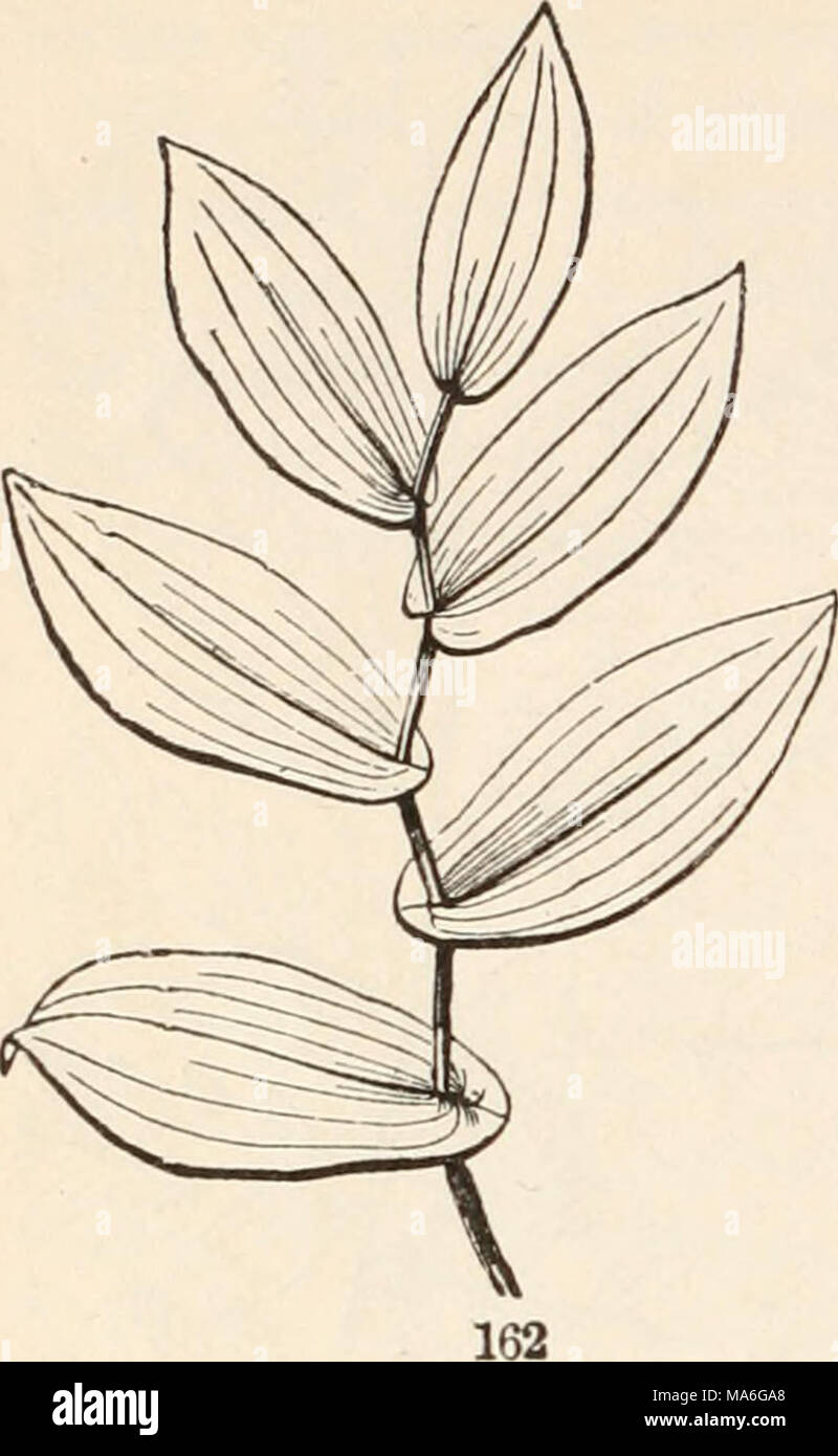 . The elements of botany for beginners and for schools Stock Photo - Alamy