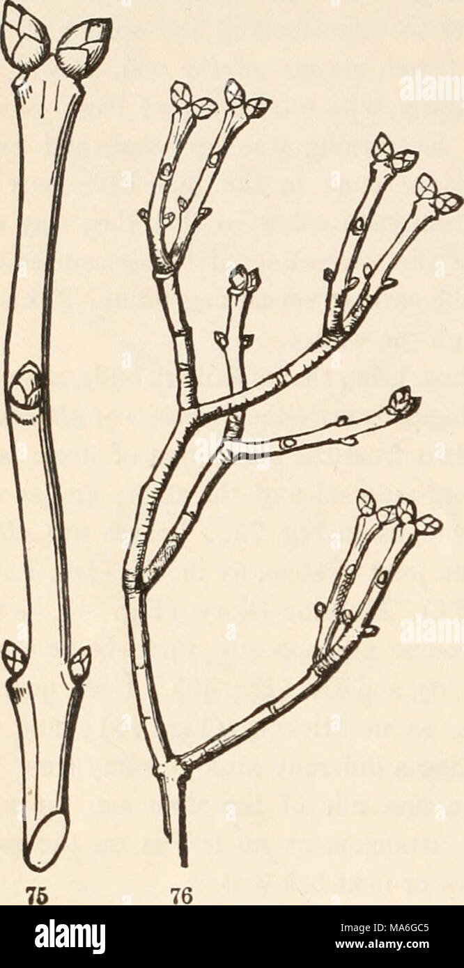 Botany study material students hi-res stock photography and images - Alamy