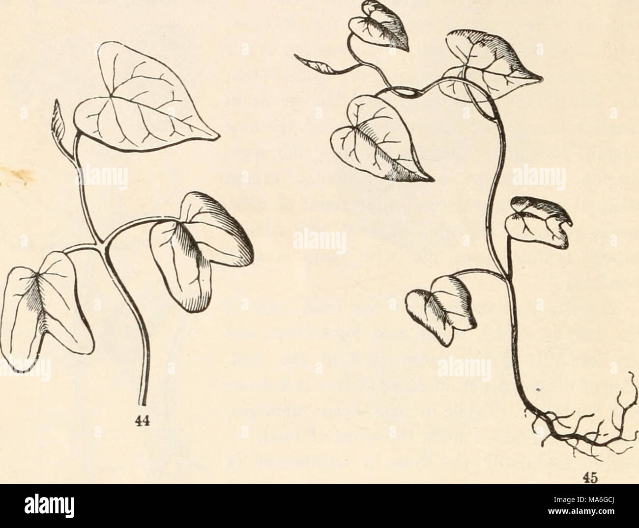 . The elements of botany for beginners and for schools Stock Photo - Alamy