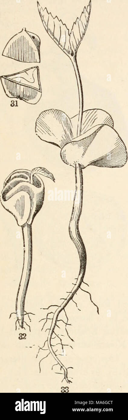 . The elements of botany for beginners and for schools Stock Photo - Alamy