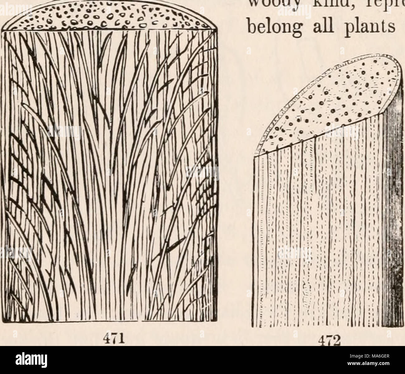 . The elements of botany for beginners and for schools Stock Photo - Alamy