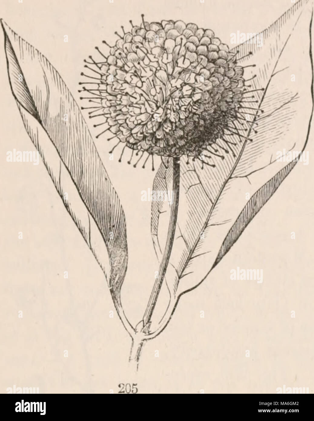 . The elements of botany for beginners and for schools Stock Photo - Alamy