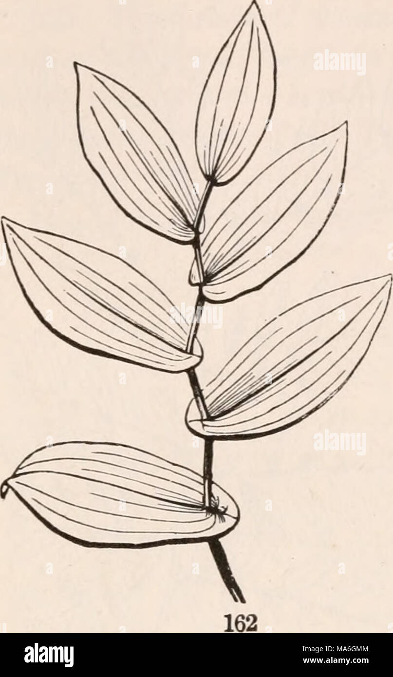 . The elements of botany for beginners and for schools Stock Photo - Alamy