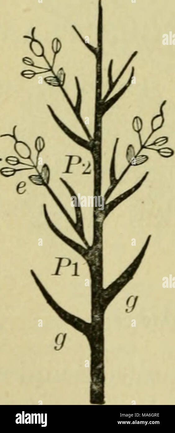 . Elements of botany Stock Photo - Alamy