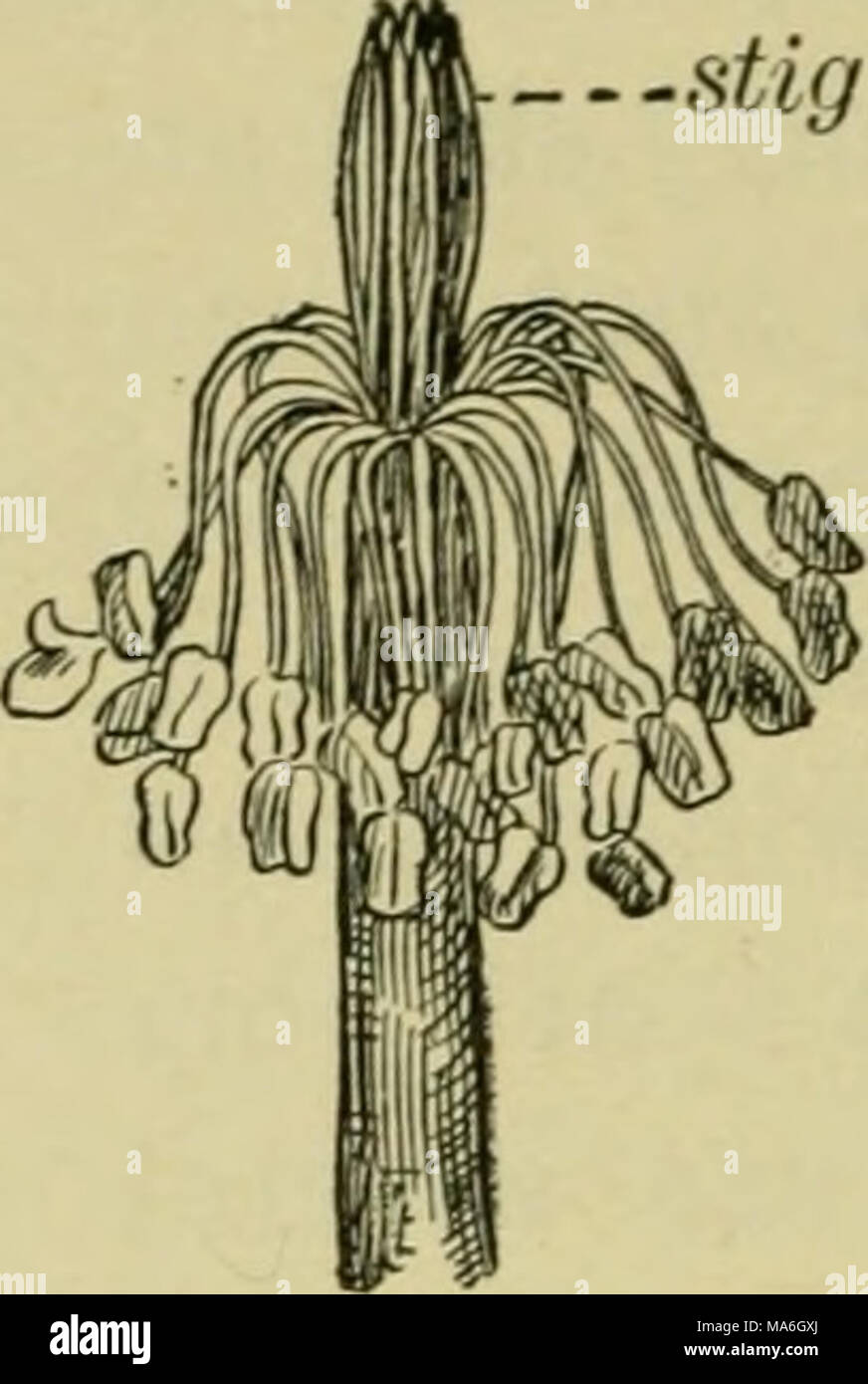 . Elements of botany Stock Photo - Alamy
