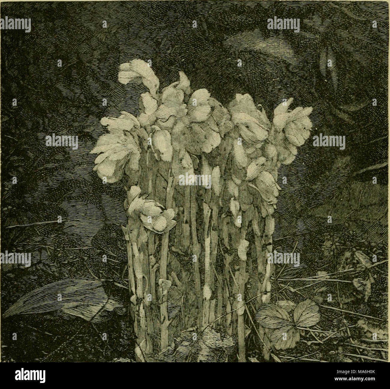 . Elements of botany Stock Photo - Alamy