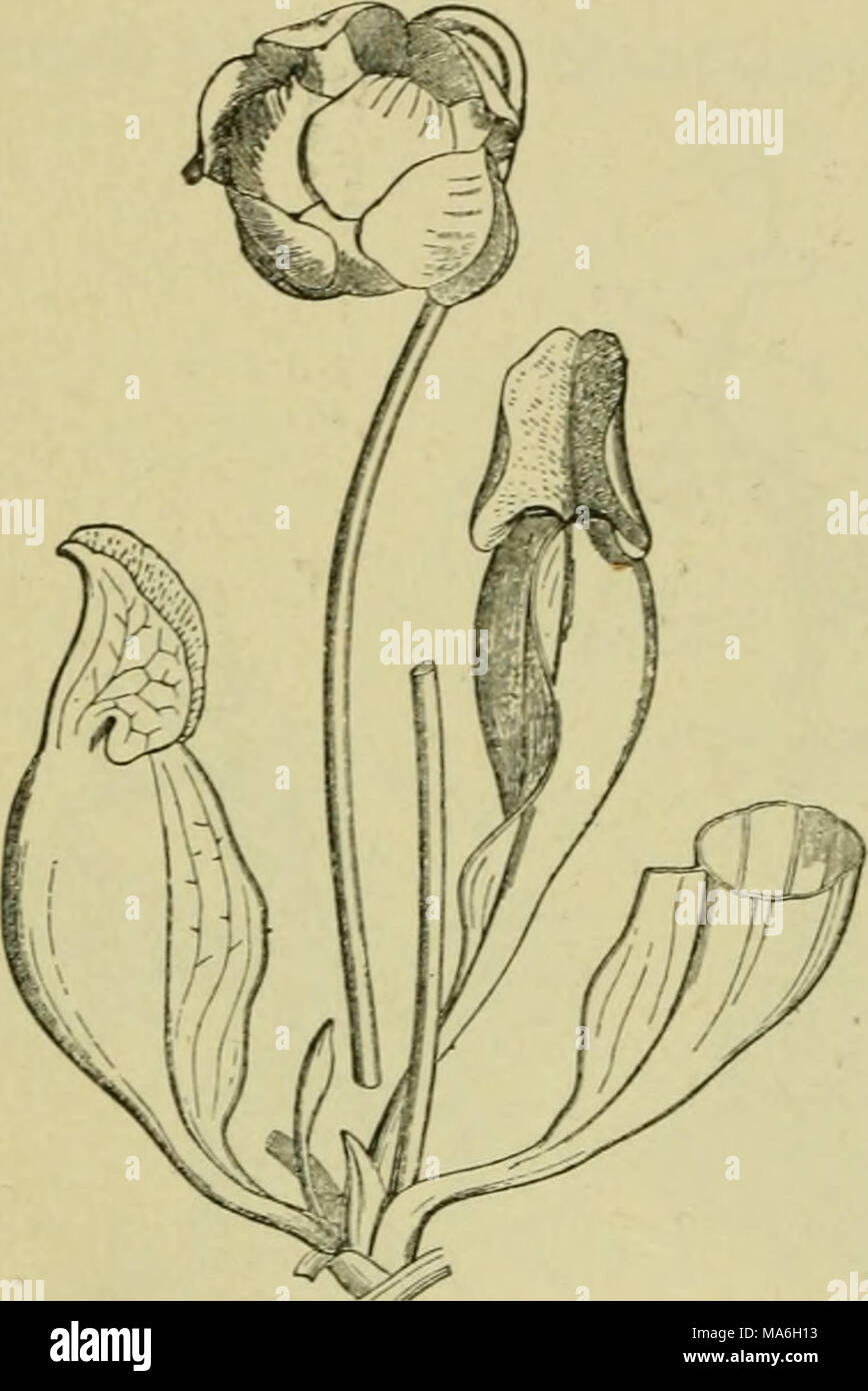 . Elements of botany Stock Photo - Alamy