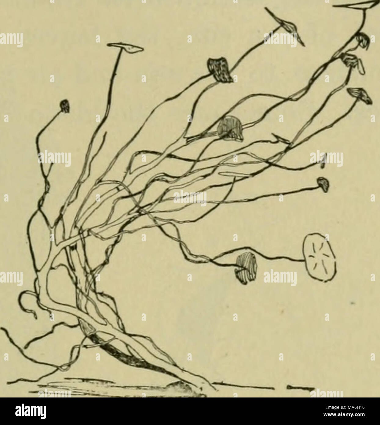 . Elements of botany Stock Photo - Alamy