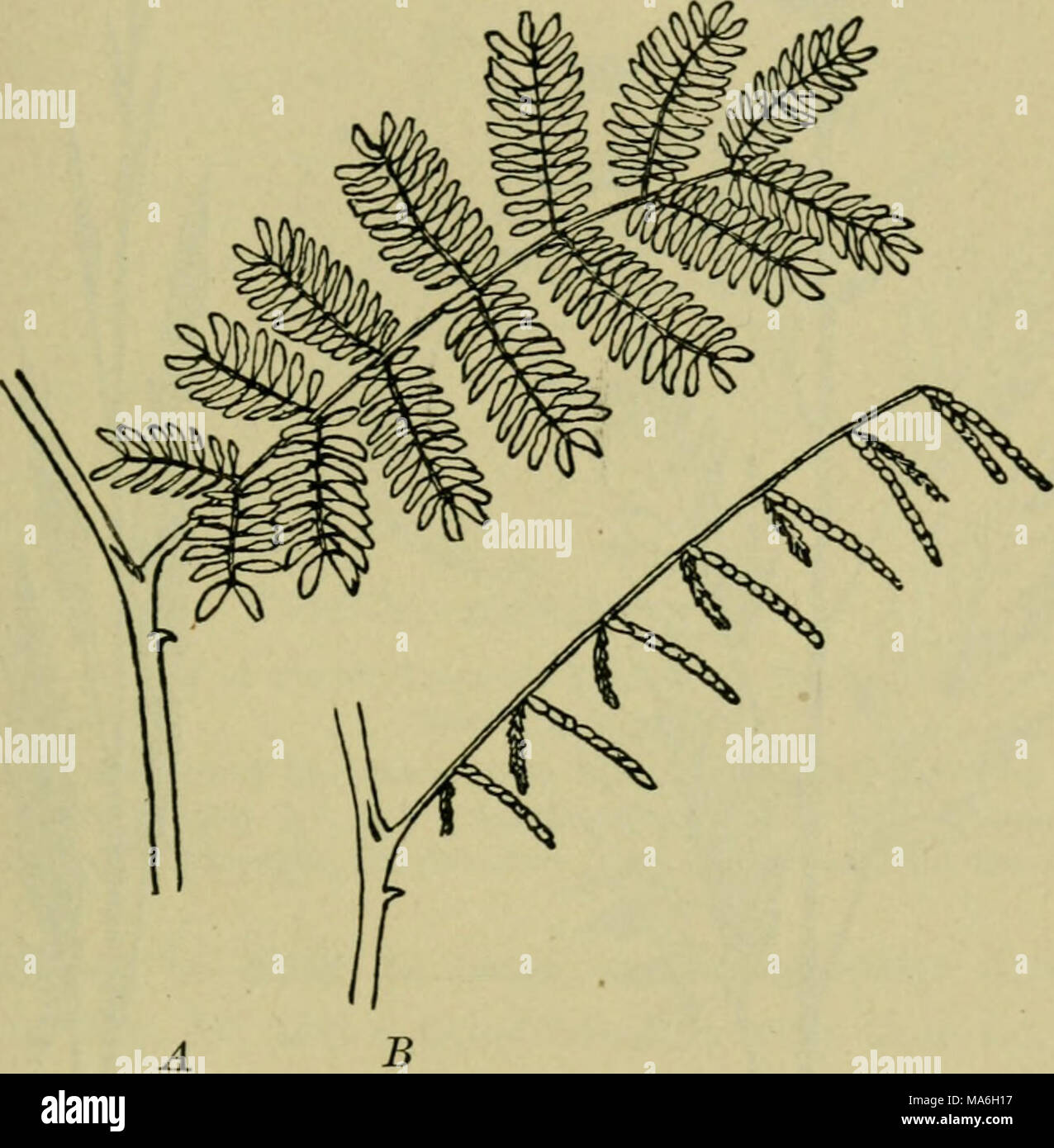 . Elements of botany Stock Photo - Alamy