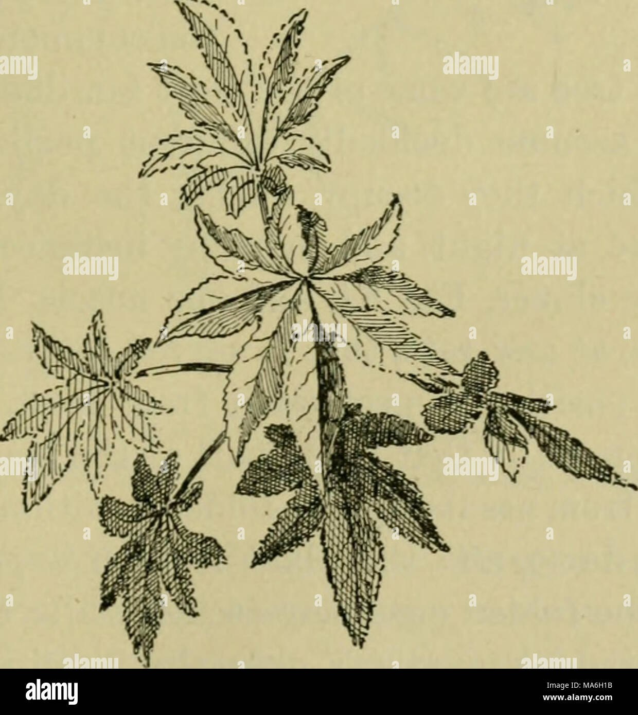 . Elements of botany Stock Photo - Alamy