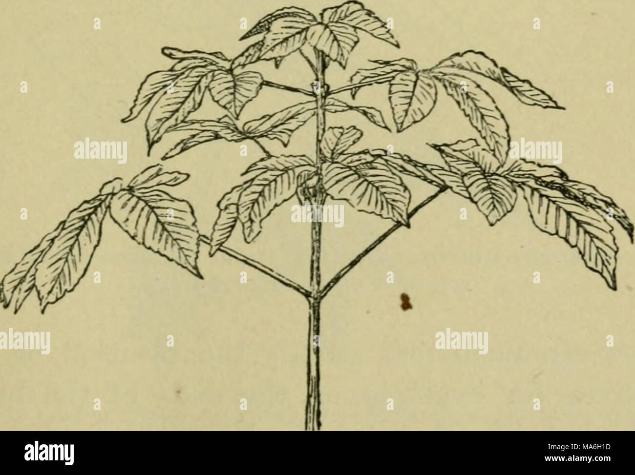 . Elements of botany Stock Photo - Alamy