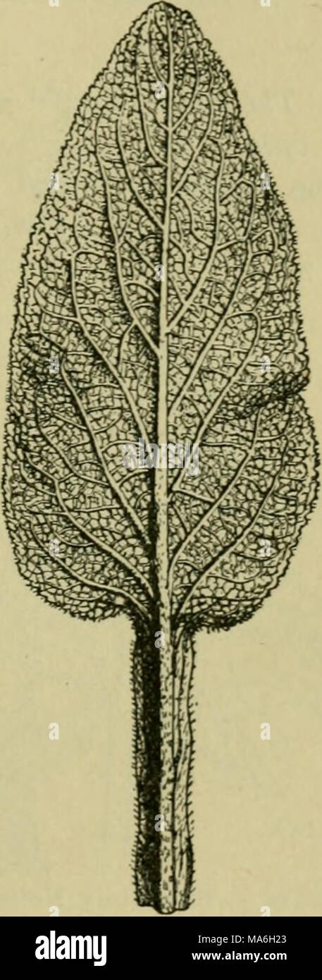 . Elements of botany Stock Photo - Alamy