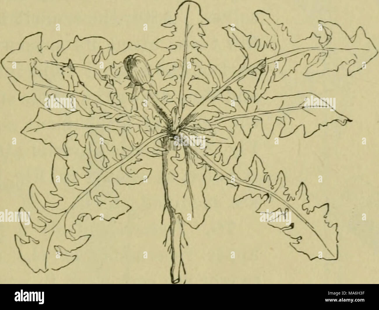 . Elements of botany Stock Photo - Alamy