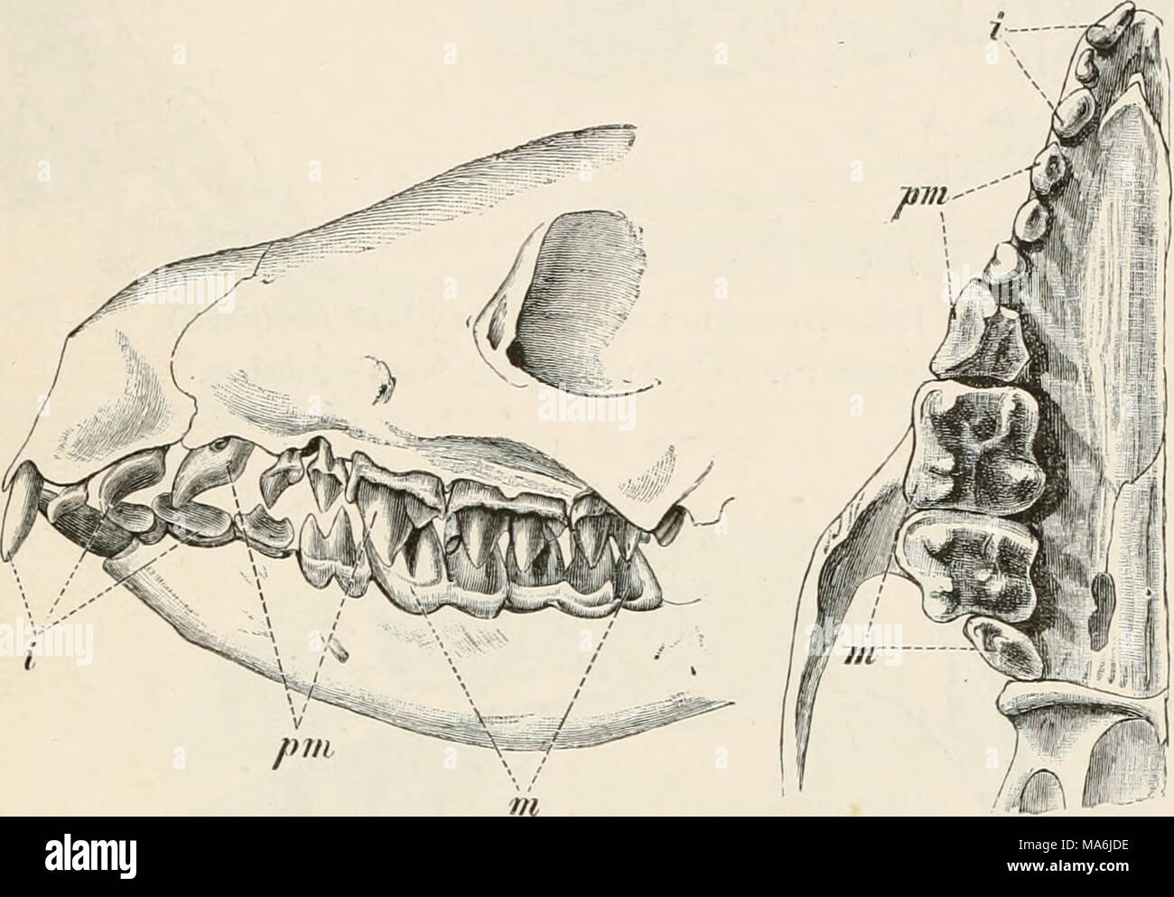 . Elements Of The Comparative Anatomy Of Vertebrates Stock Photo - Alamy