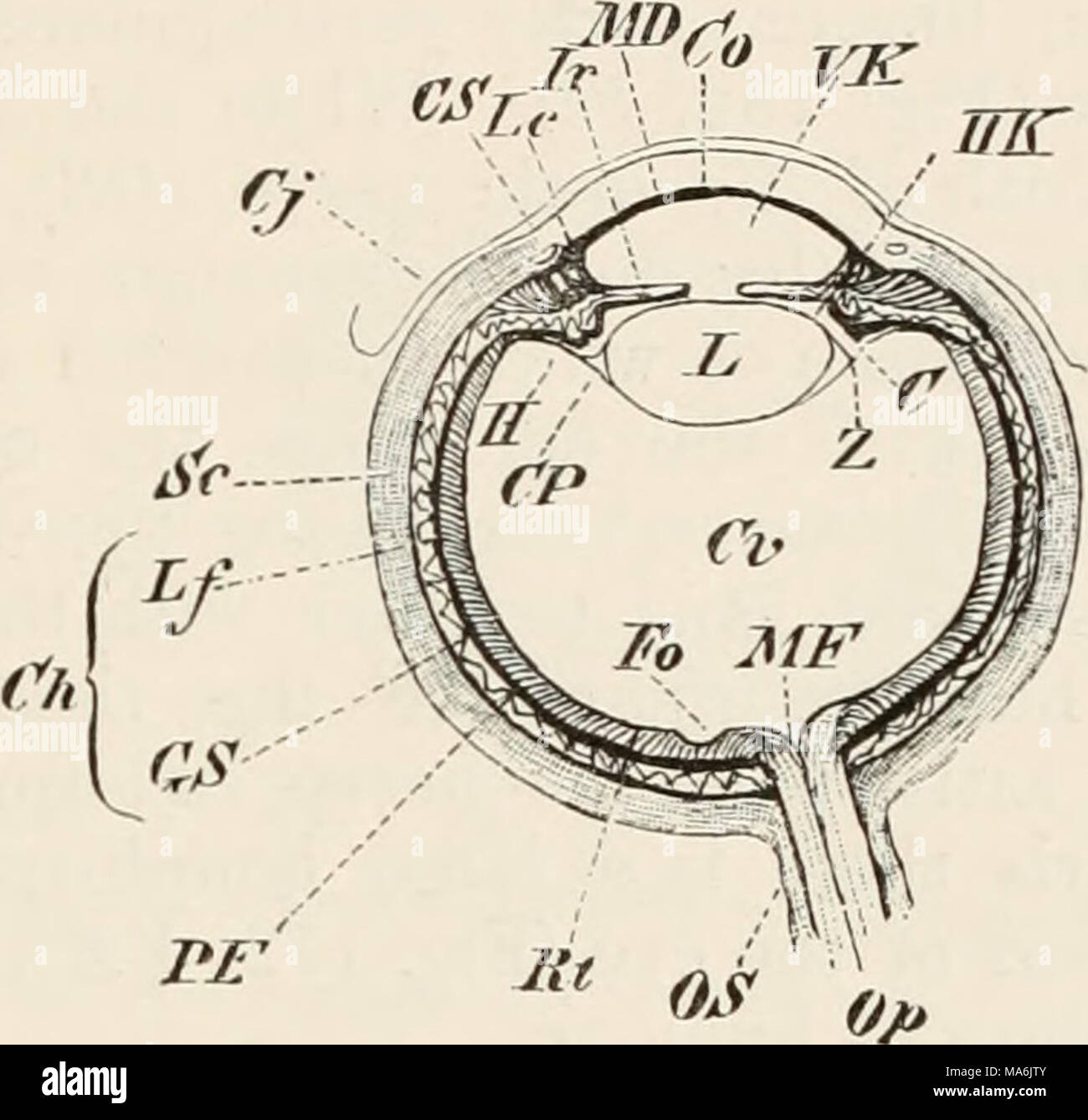 . Elements of the comparative anatomy of vertebrates Stock Photo - Alamy