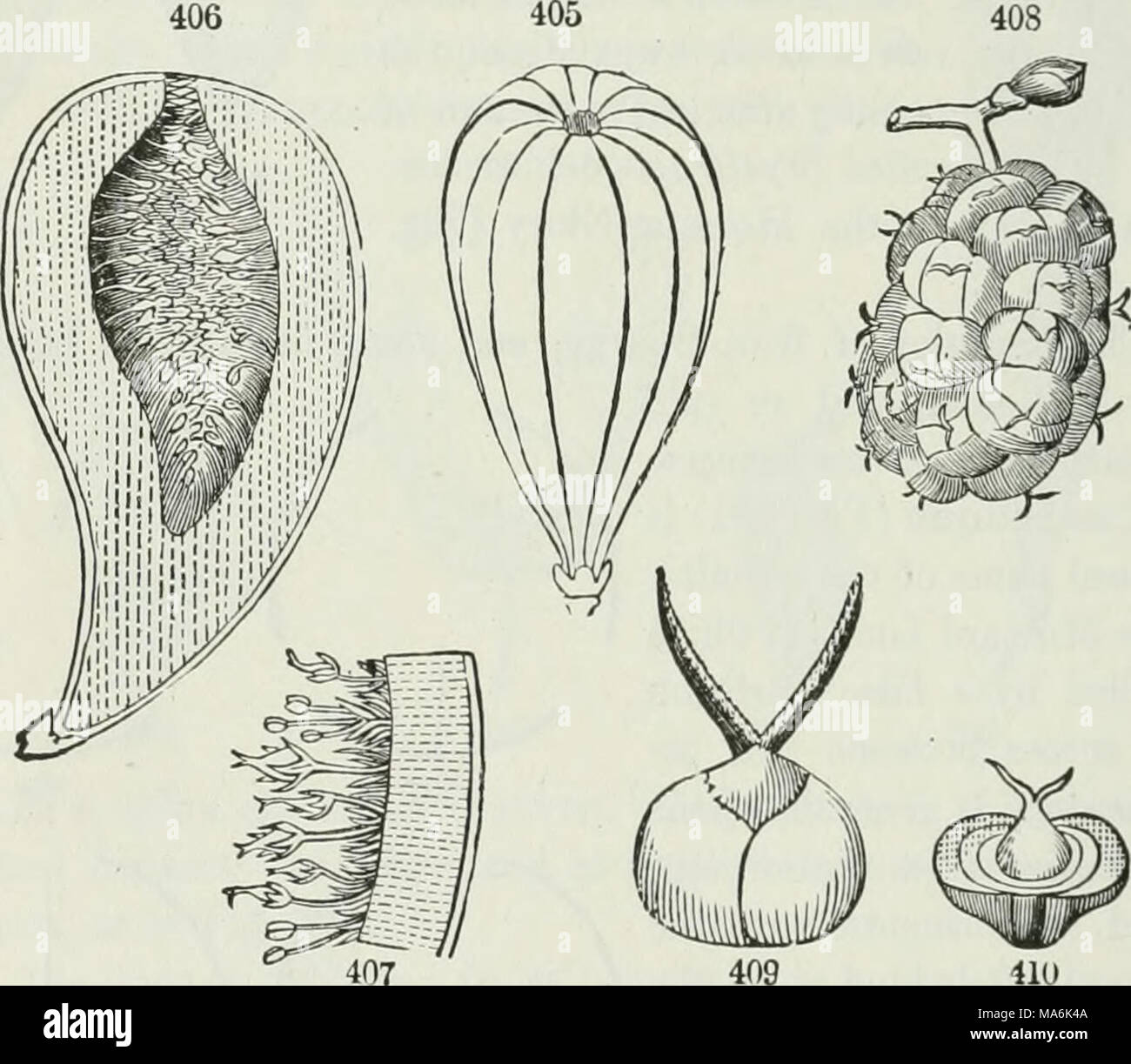 . The elements of botany for beginners and for schools Stock Photo - Alamy