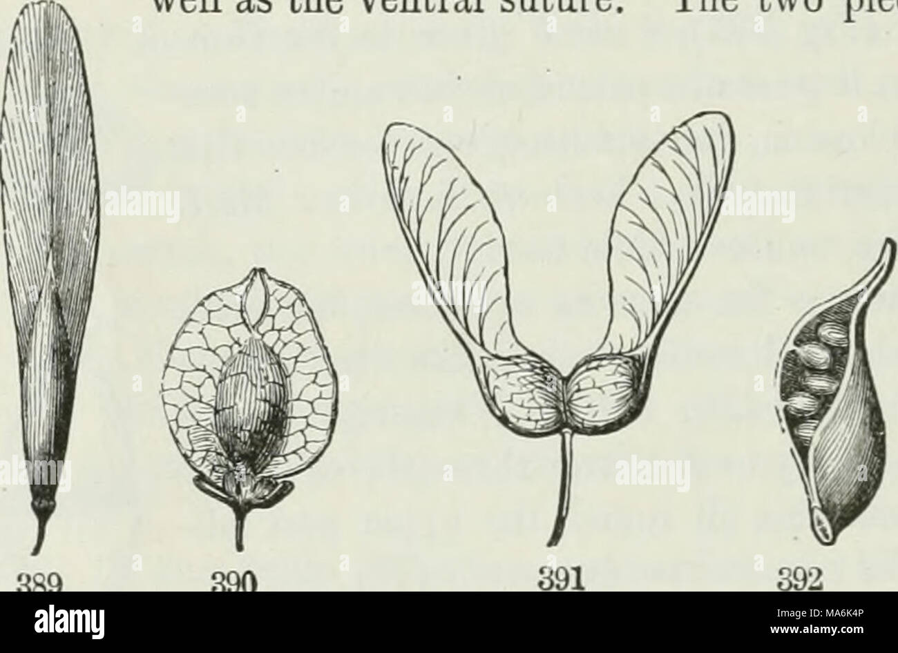 . The elements of botany for beginners and for schools Stock Photo - Alamy