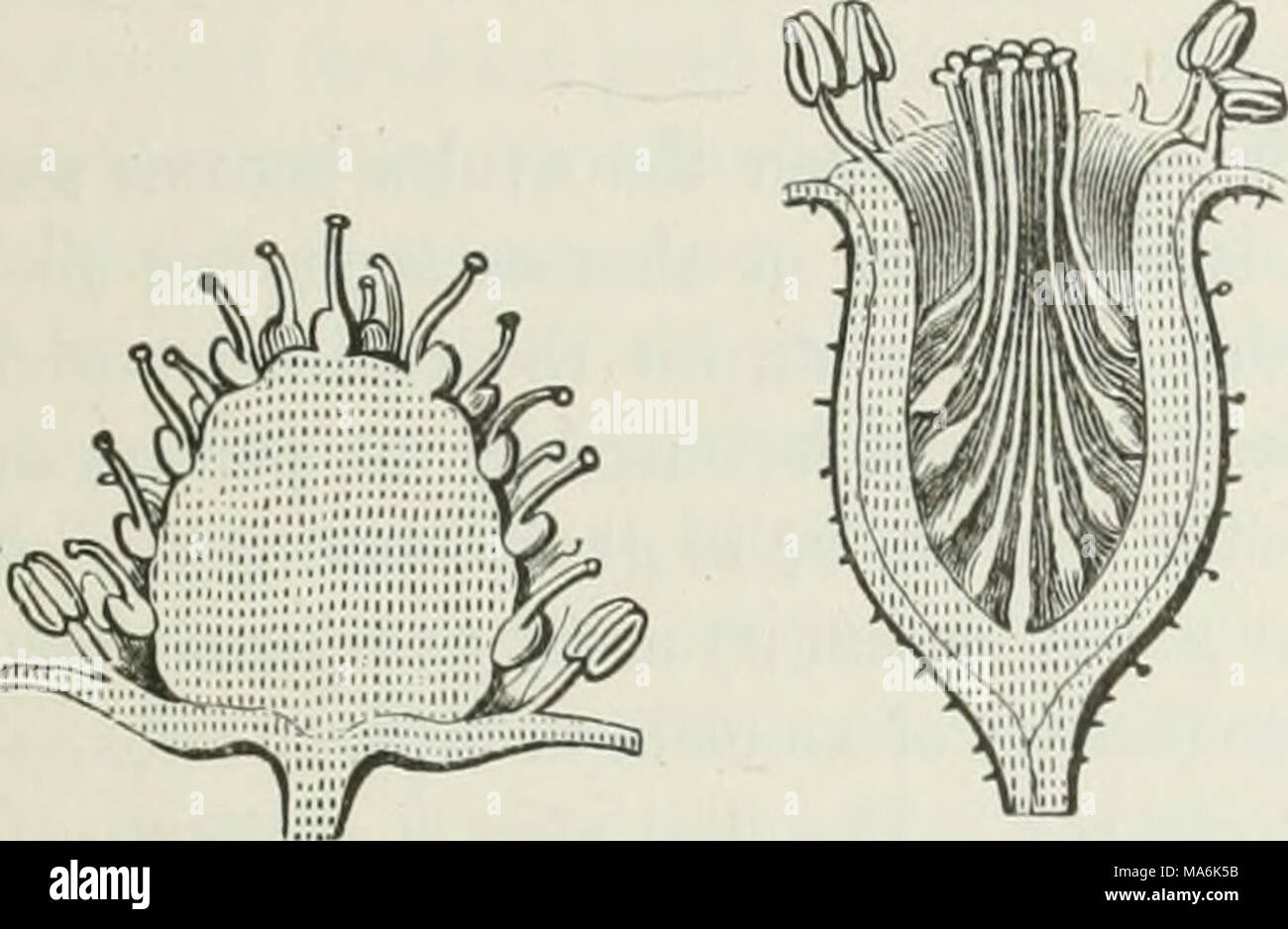 . The elements of botany for beginners and for schools Stock Photo - Alamy