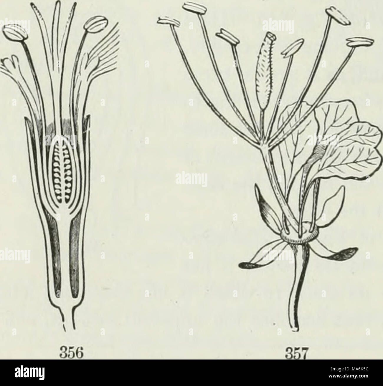 . The elements of botany for beginners and for schools Stock Photo - Alamy
