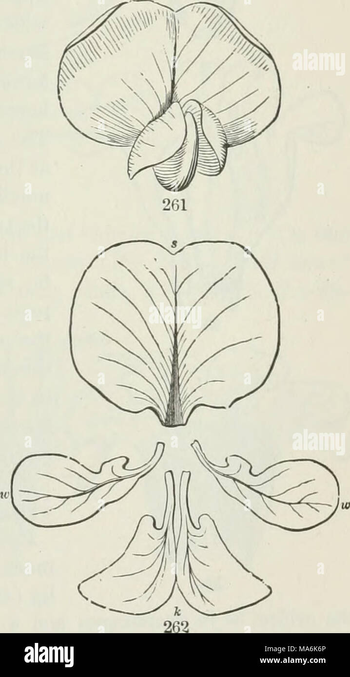 . The elements of botany for beginners and for schools Stock Photo - Alamy