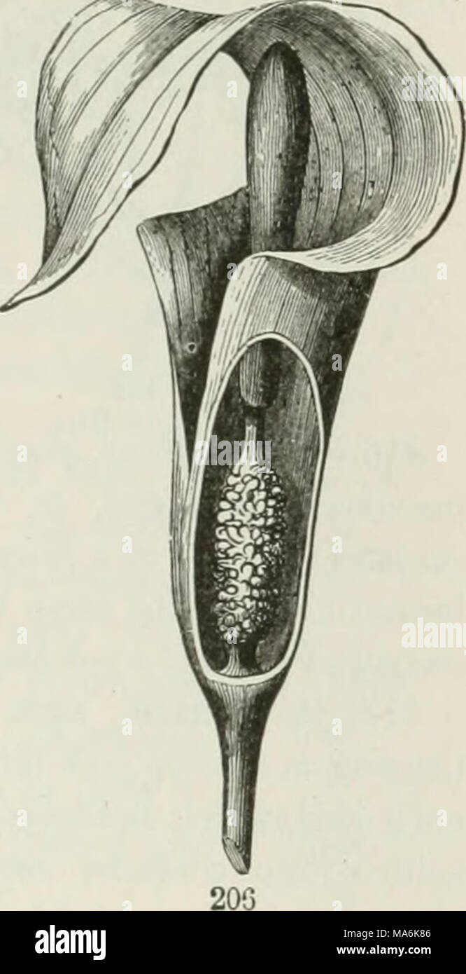 . The elements of botany for beginners and for schools Stock Photo - Alamy