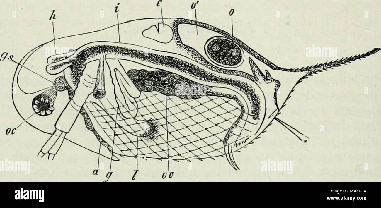 DEFINE COMPARATIVE ANATOMY visual data 3