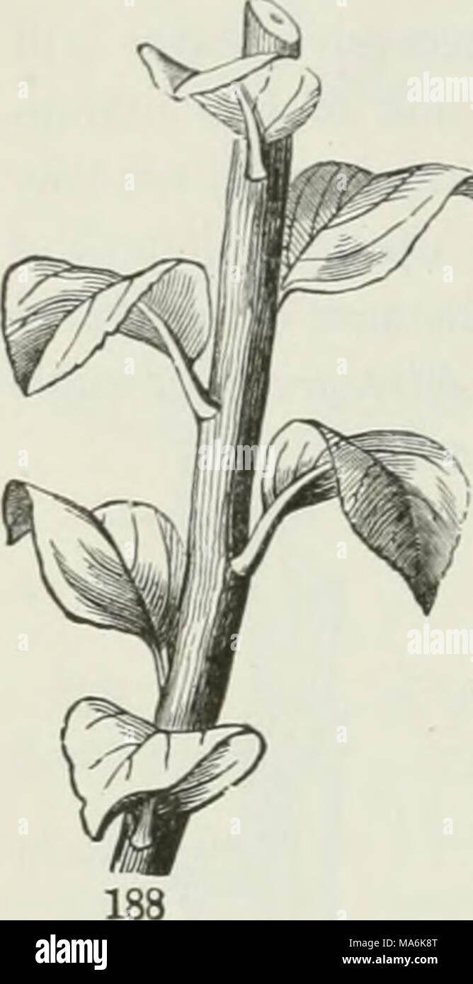 . The elements of botany for beginners and for schools Stock Photo - Alamy