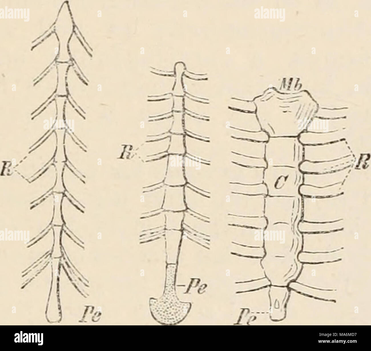 . Elements of the comparative anatomy of vertebrates Stock Photo Alamy