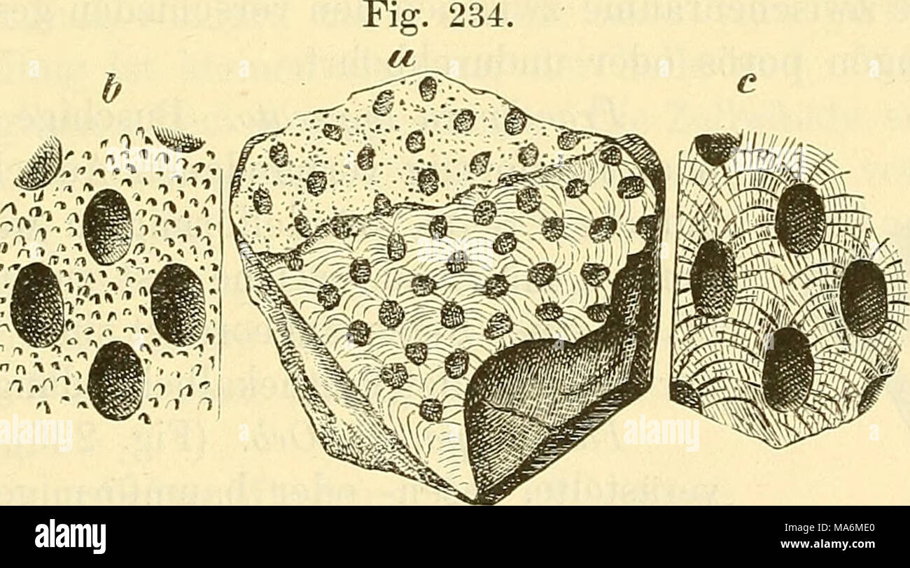 . Elemente der palaeontologie. (Palaeozoologie Stock Photo Alamy